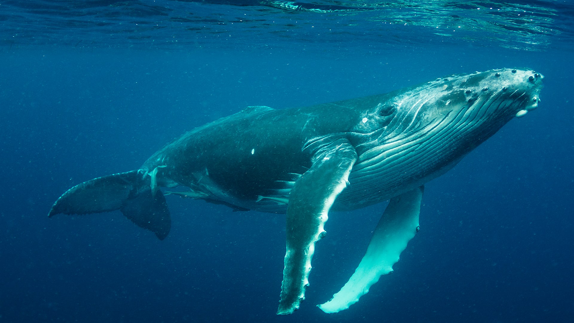 Why do whales sing?