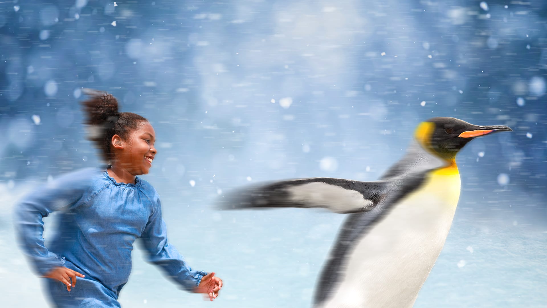 Could a kid win a race against a penguin?