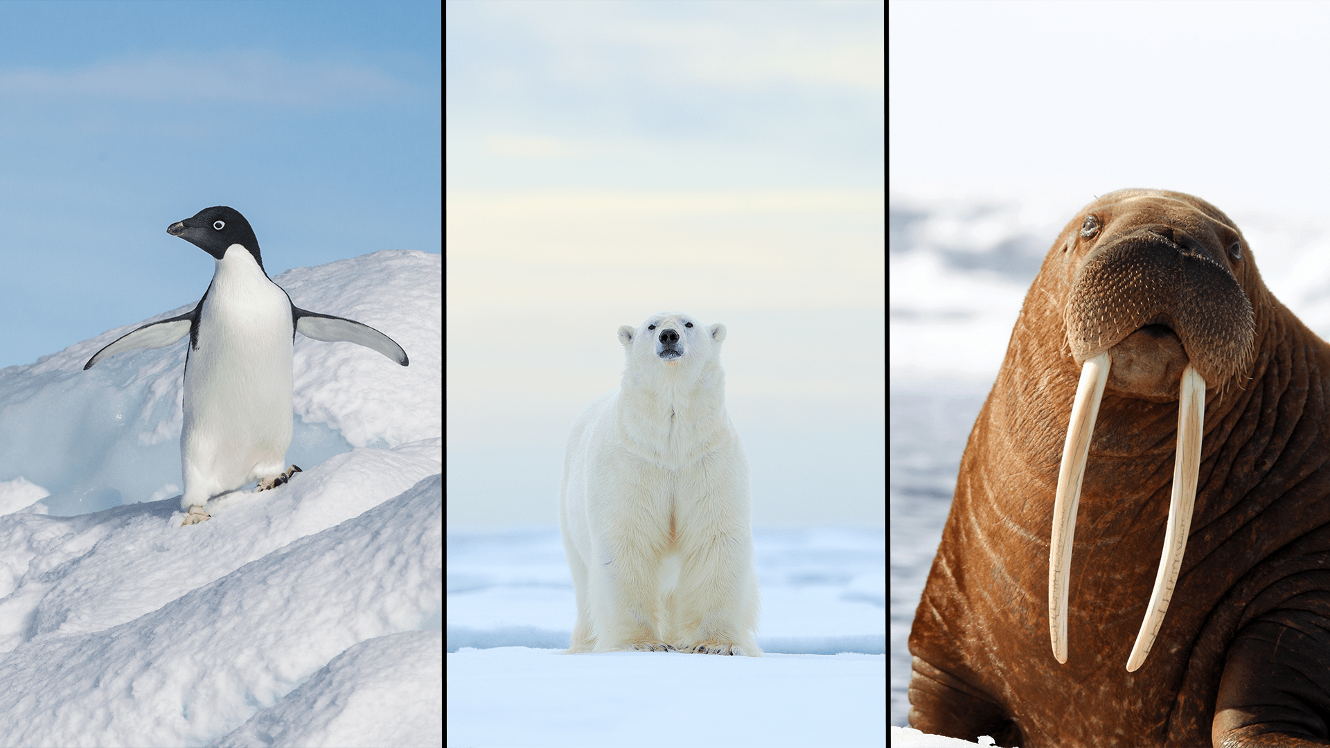 How do polar animals survive the cold?