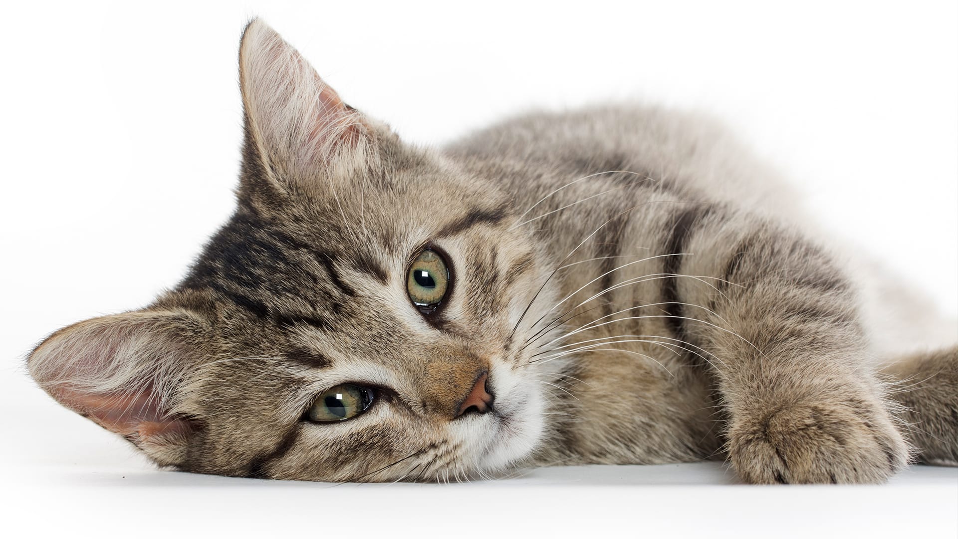 Why do cats purr?