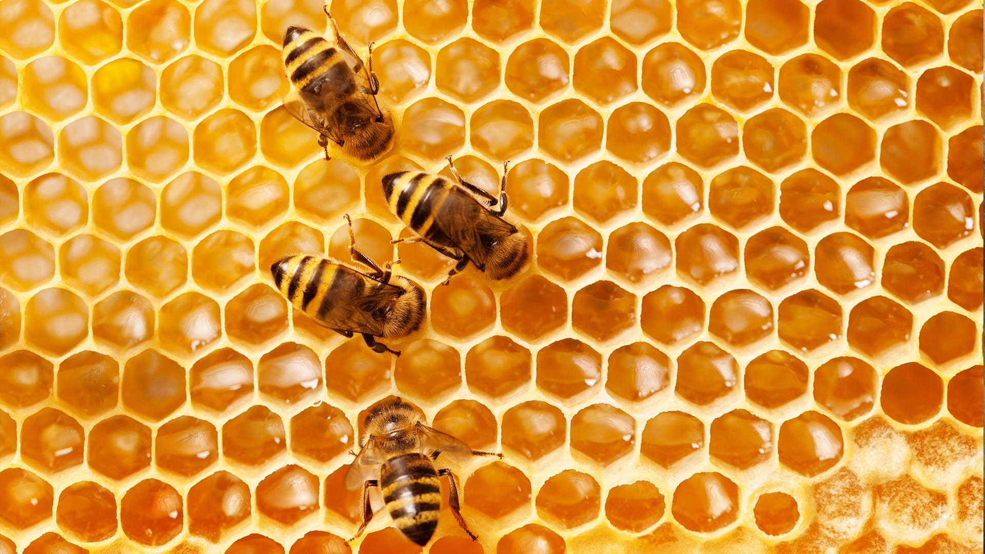 How do bees make honey?