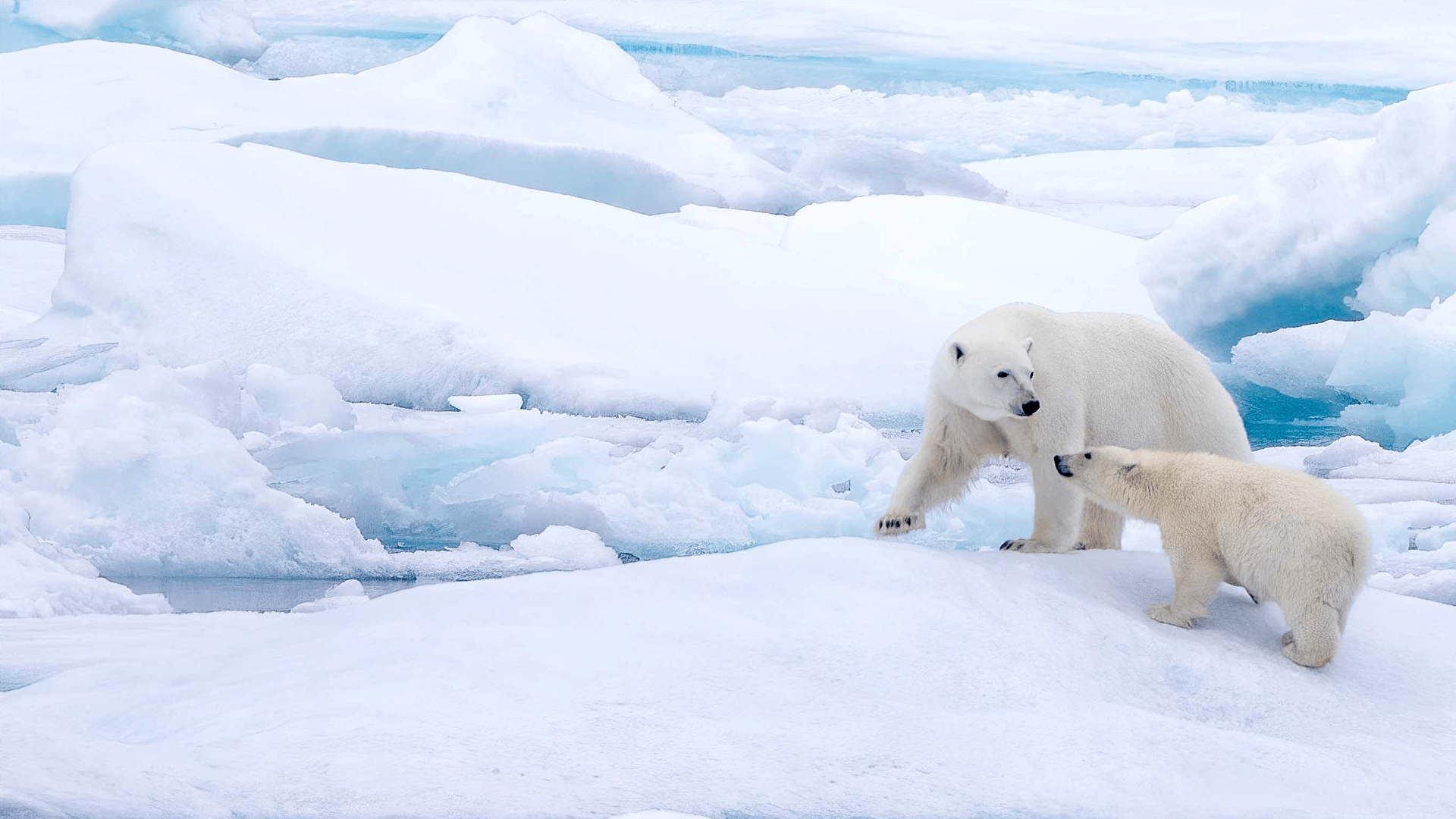 How do polar bears walk on ice and snow?