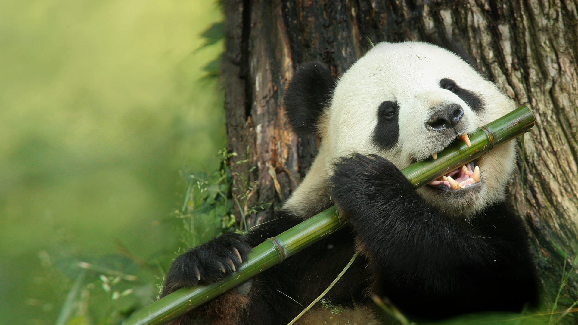 Why do pandas eat bamboo?