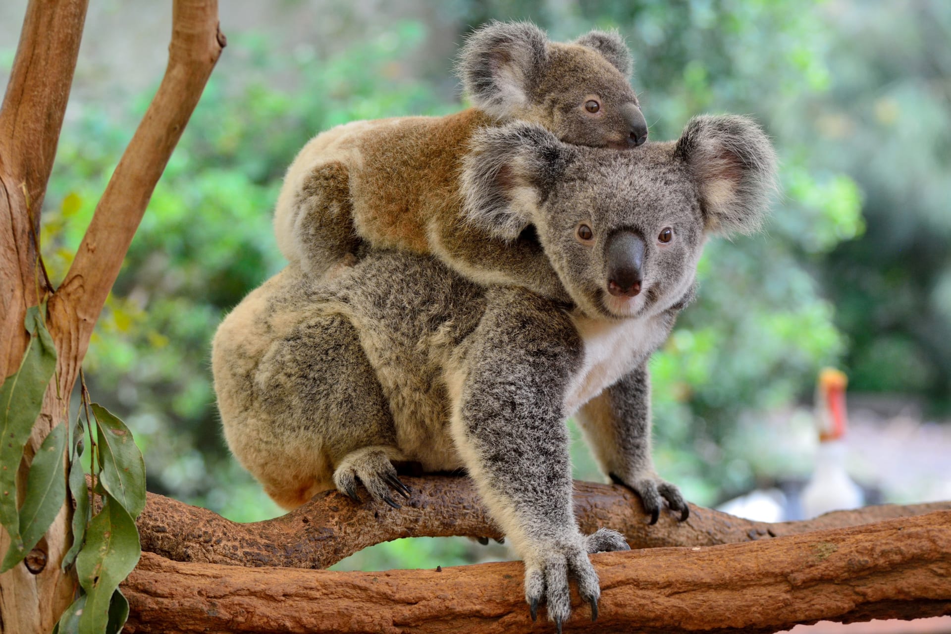 Australian Adventures