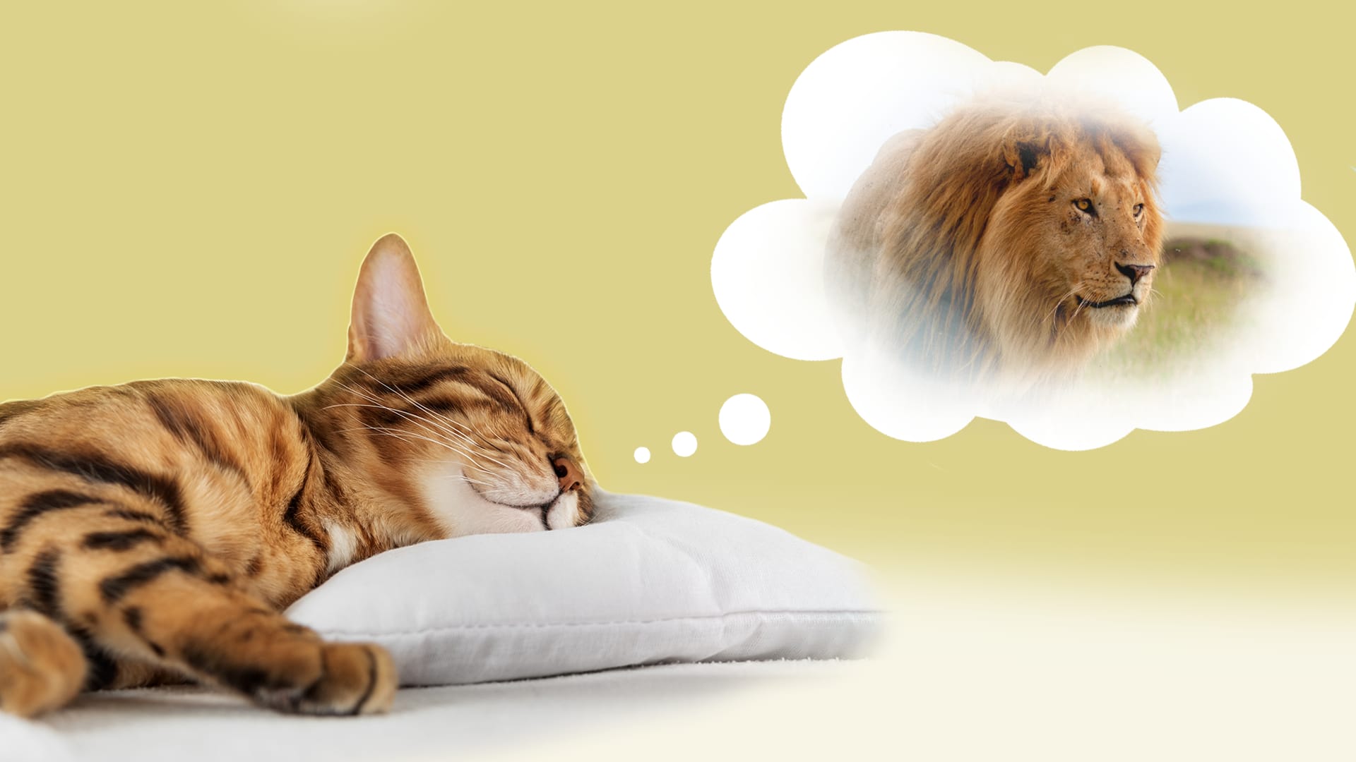 Do animals dream?