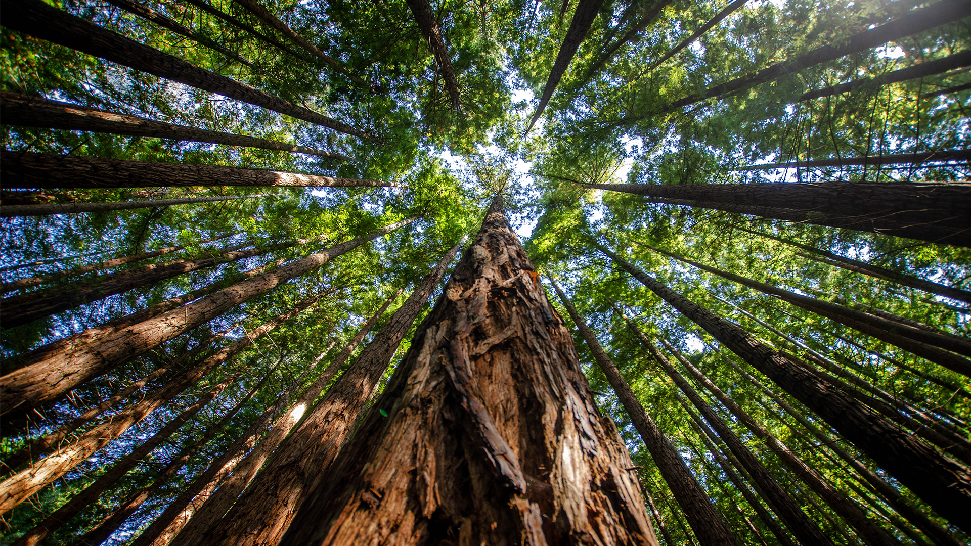 How long does it take a forest to grow?