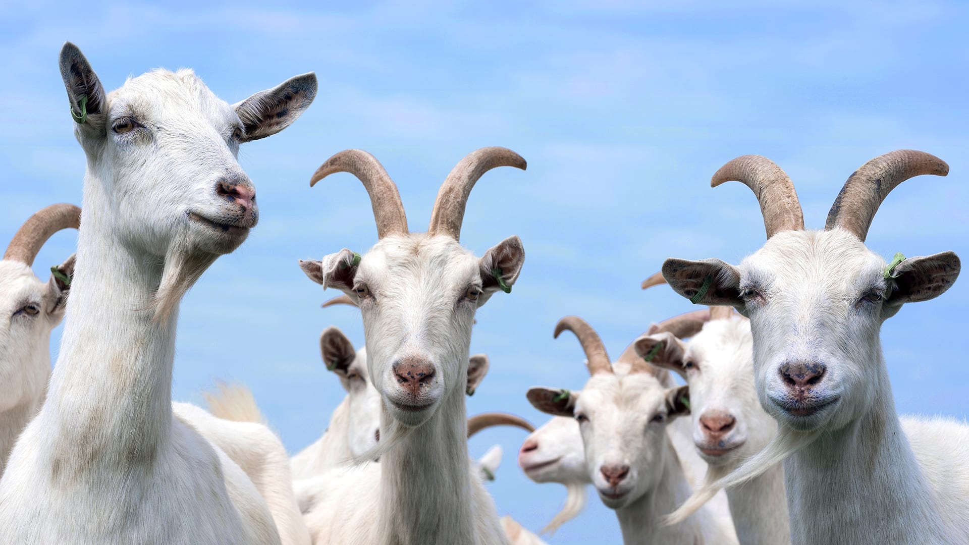 Goat Escape