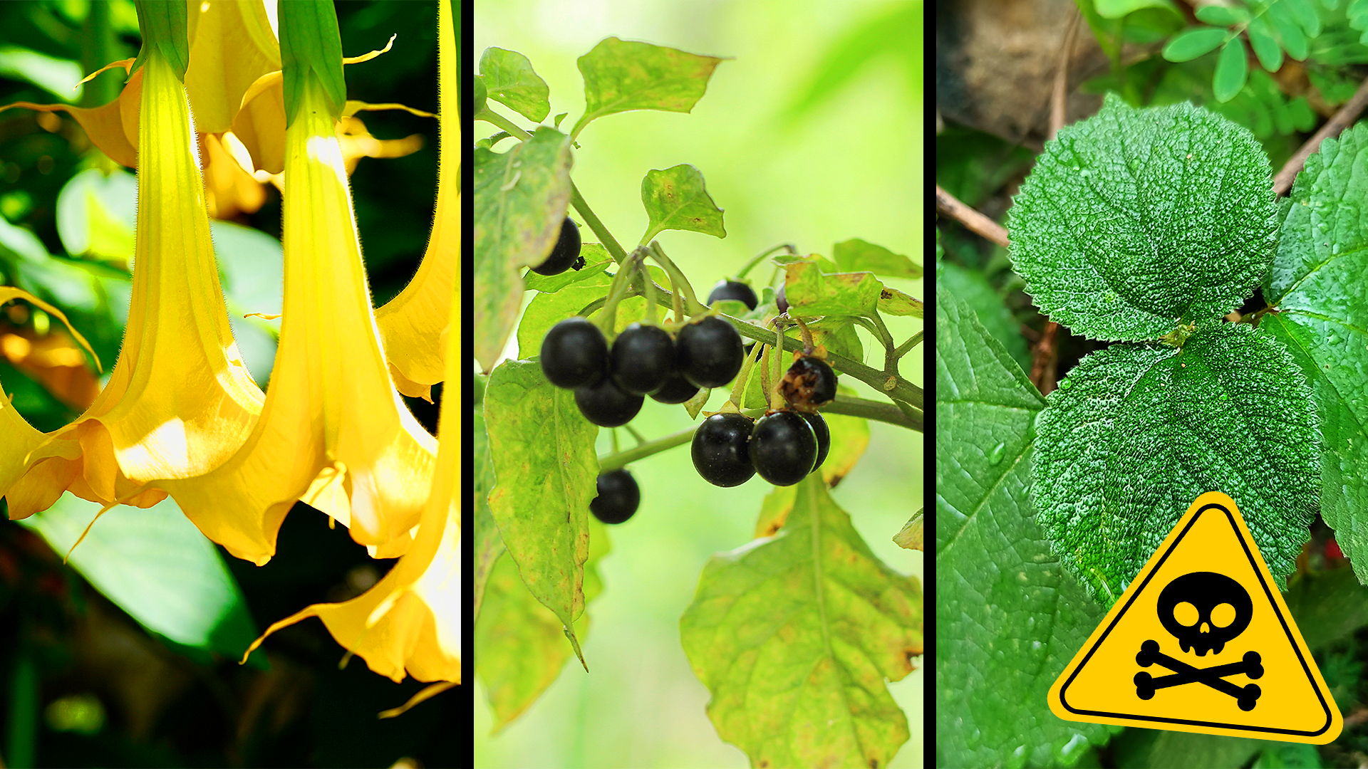 What’s the most dangerous plant in the world?