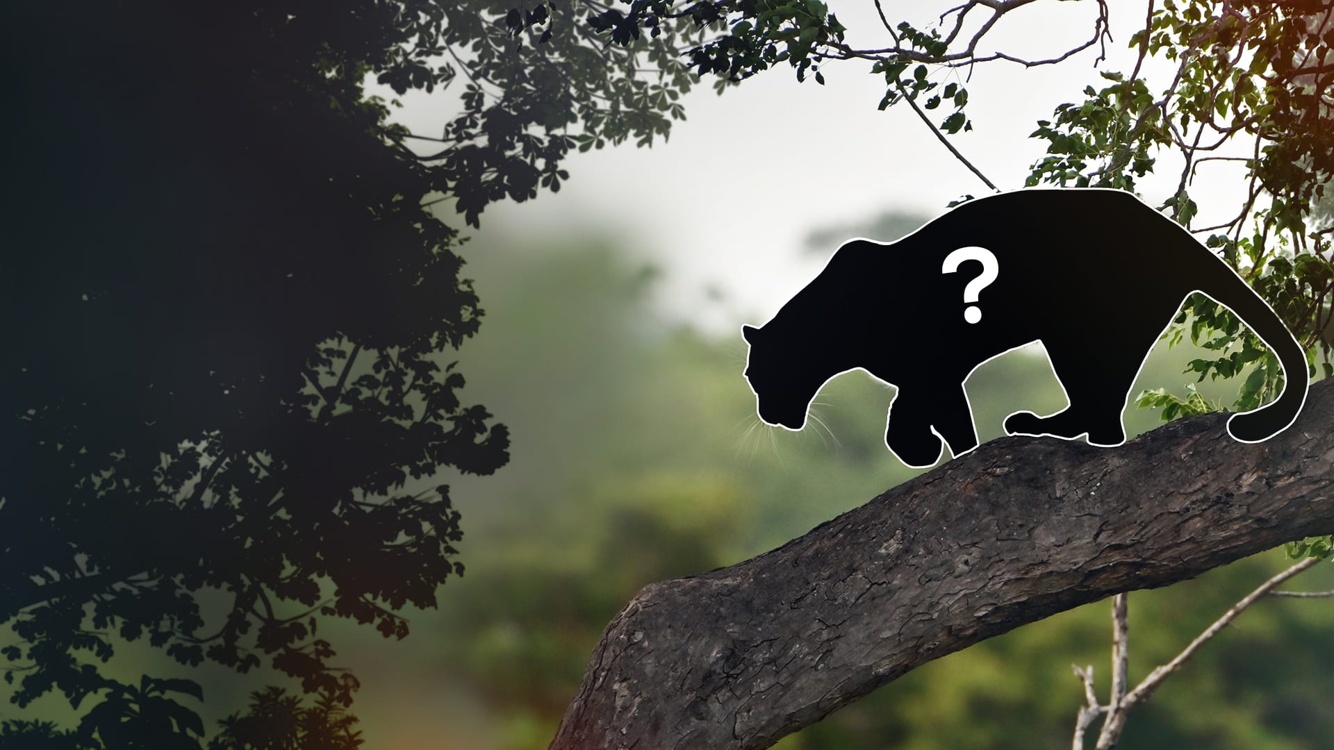 What's the deadliest cat?