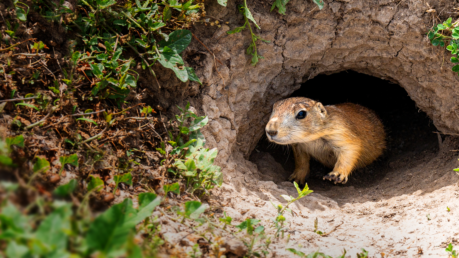 How do animals know when to wake up from hibernation?