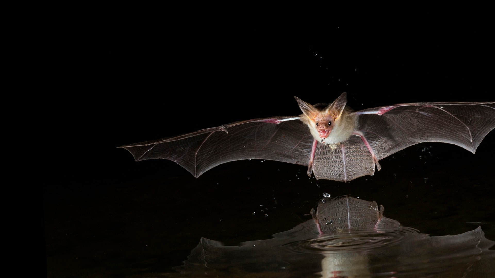 How do bats find things in the dark?