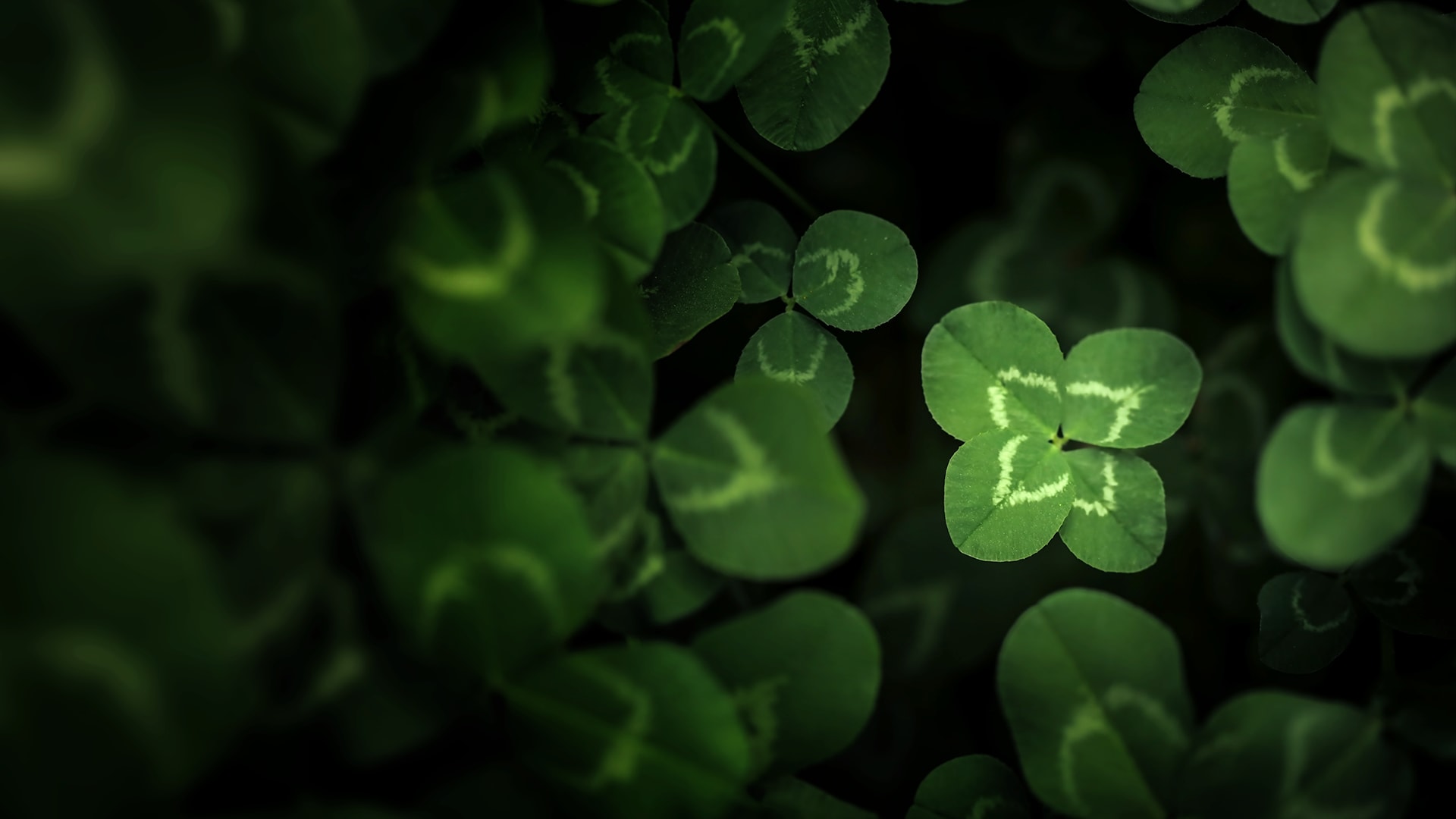 Why are four-leaf clovers so rare?