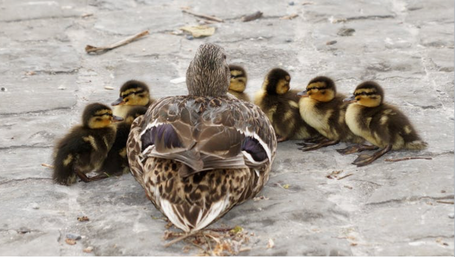 Why do baby ducks follow their mother?