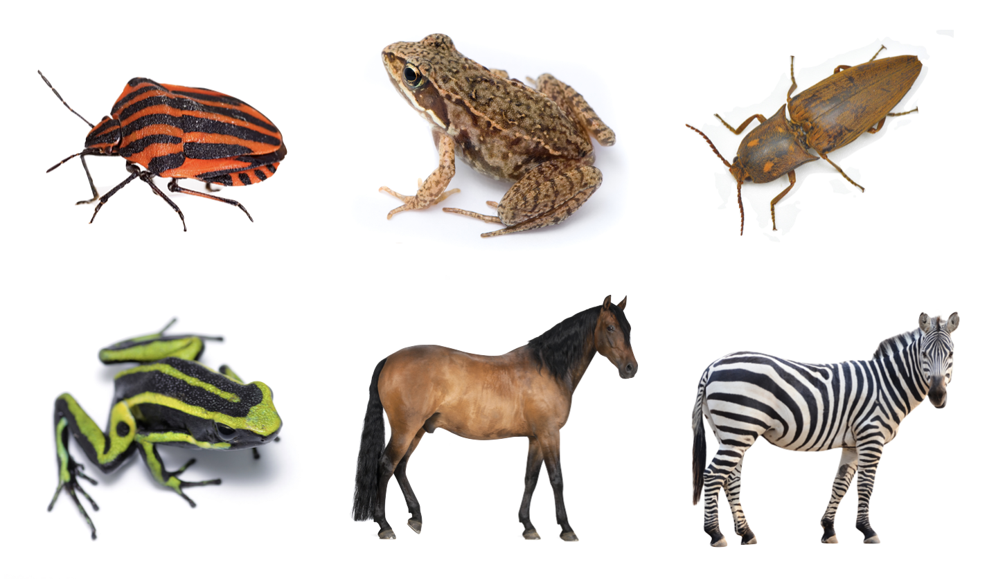 How many different kinds of animals are there?