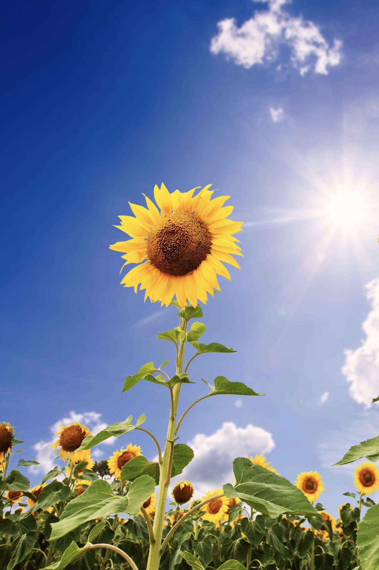 What do sunflowers do when you're not looking?