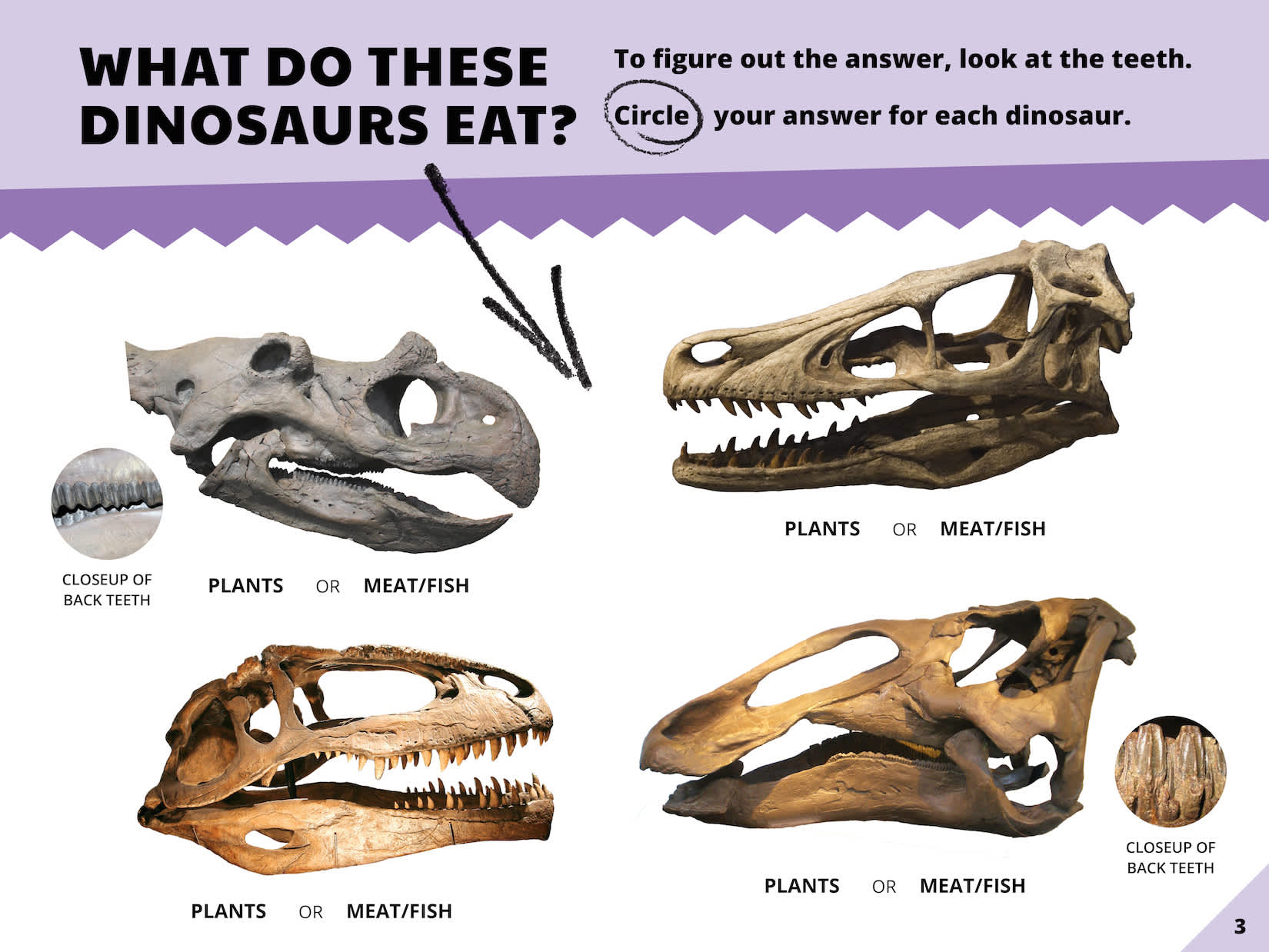 omnivore dinosaur teeth
