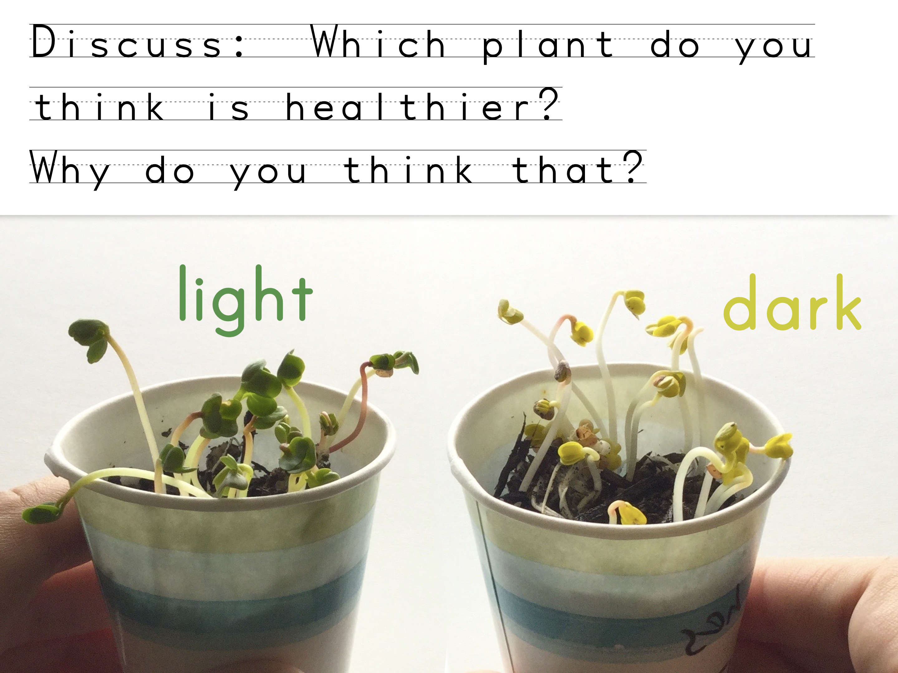 How do plants and trees grow?