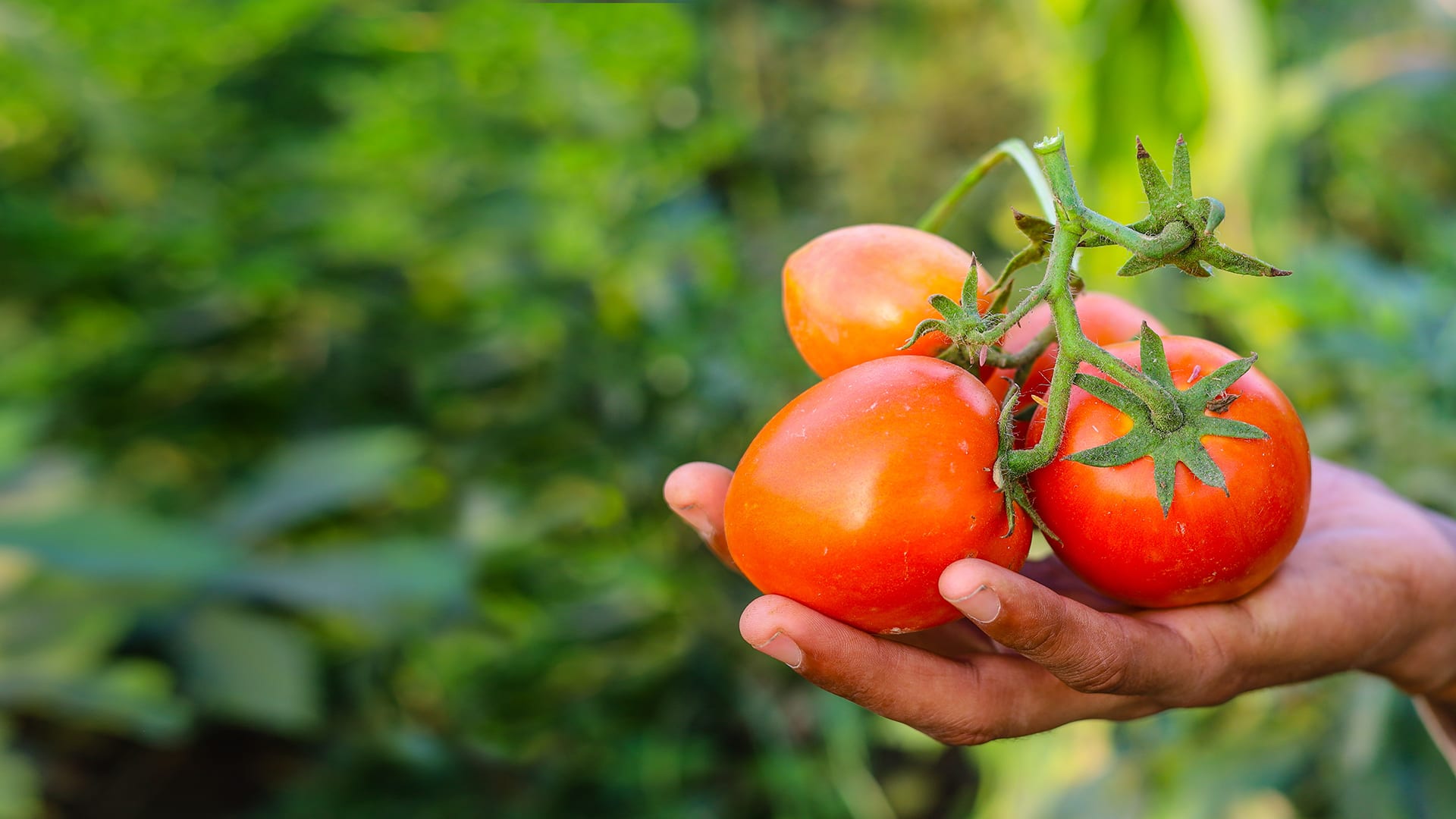 Is a Tomato a Fruit or a Vegetable?