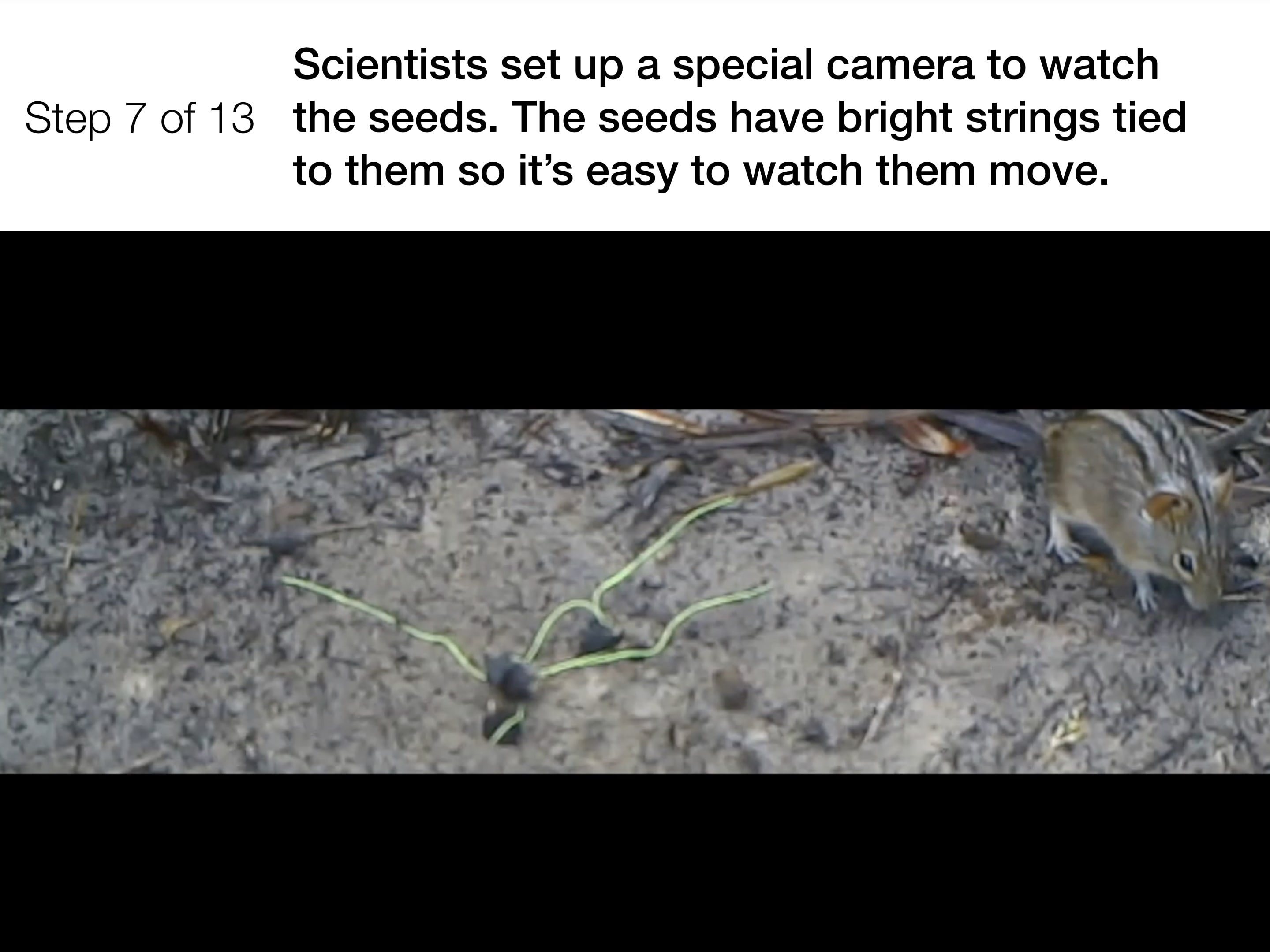 Why do plants give us fruit?