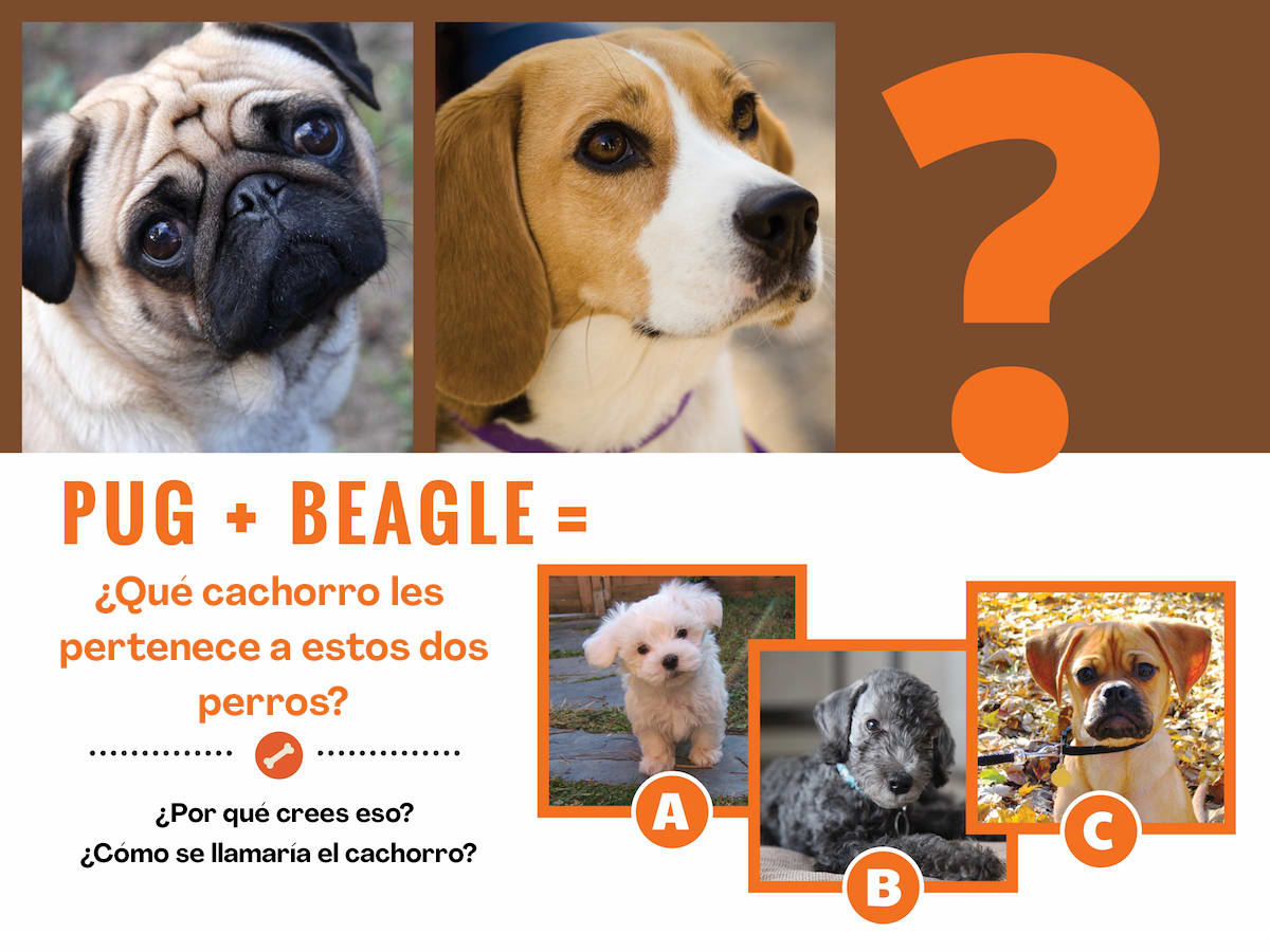pug-beaglequestion