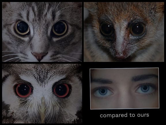 How can some animals see in the dark?