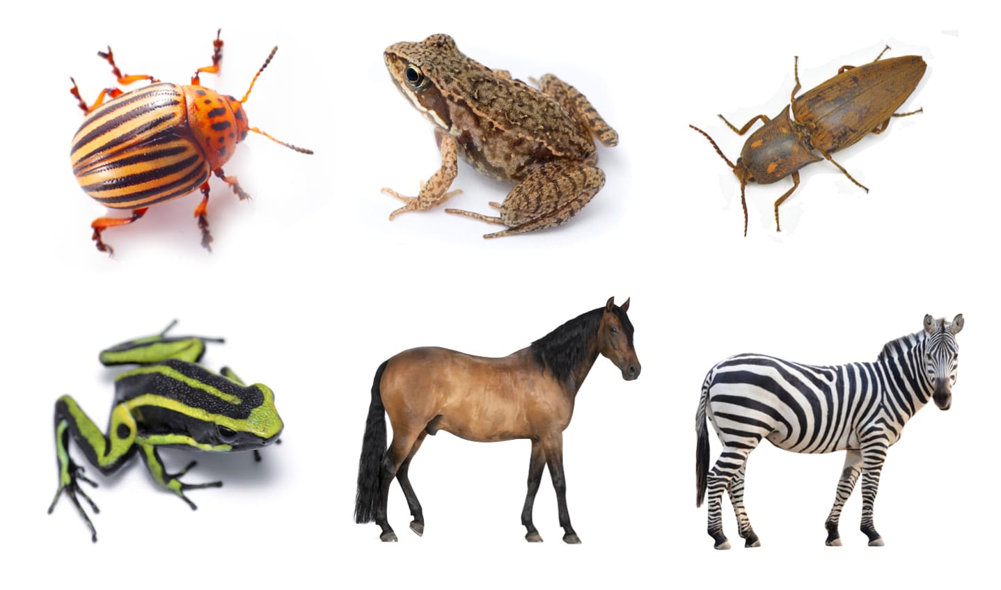 How Many Different Kinds Of Animals Are There