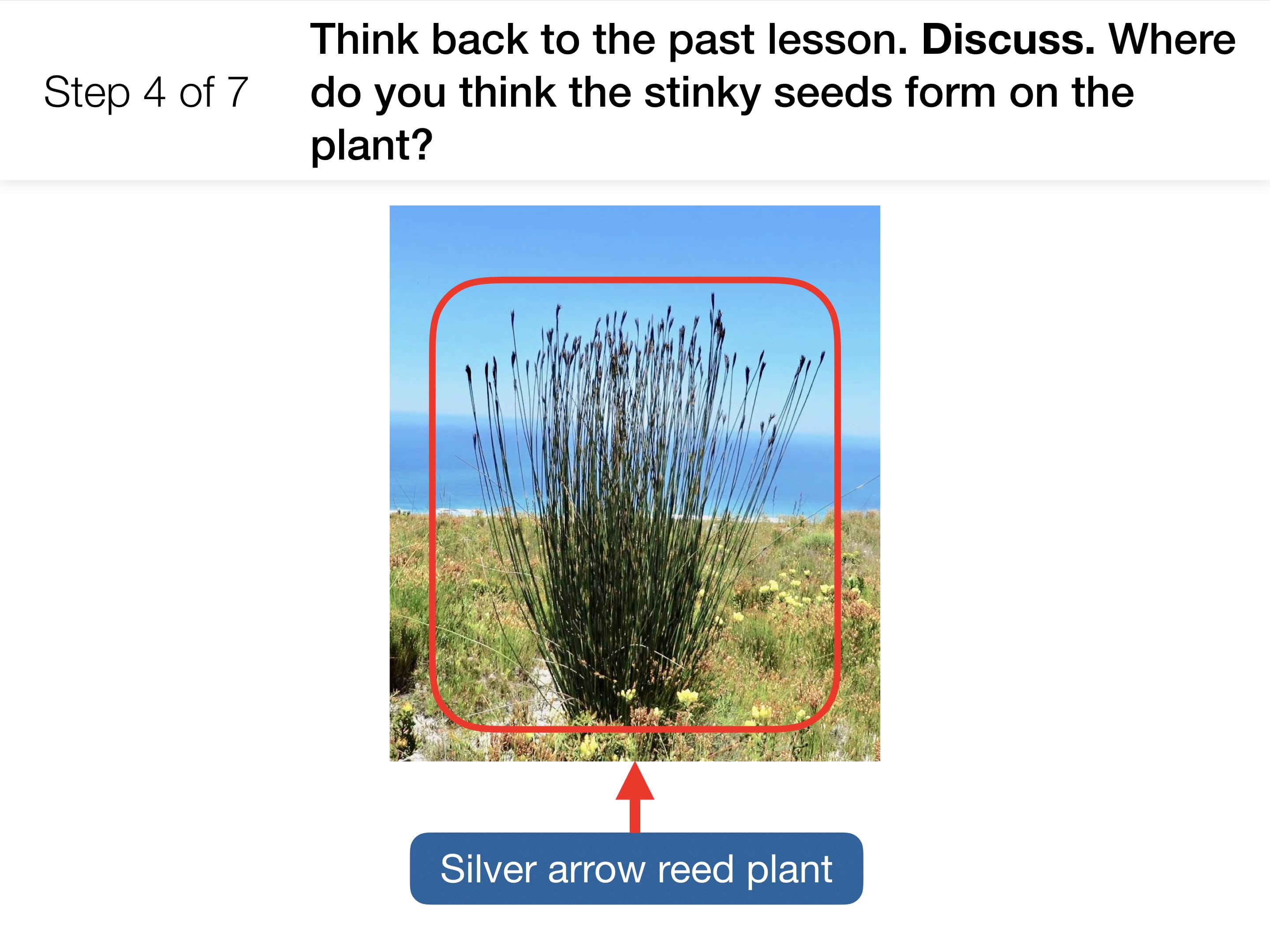 Why do plants grow flowers?
