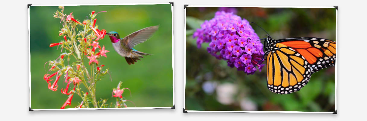 Butterfly and hummingbird
