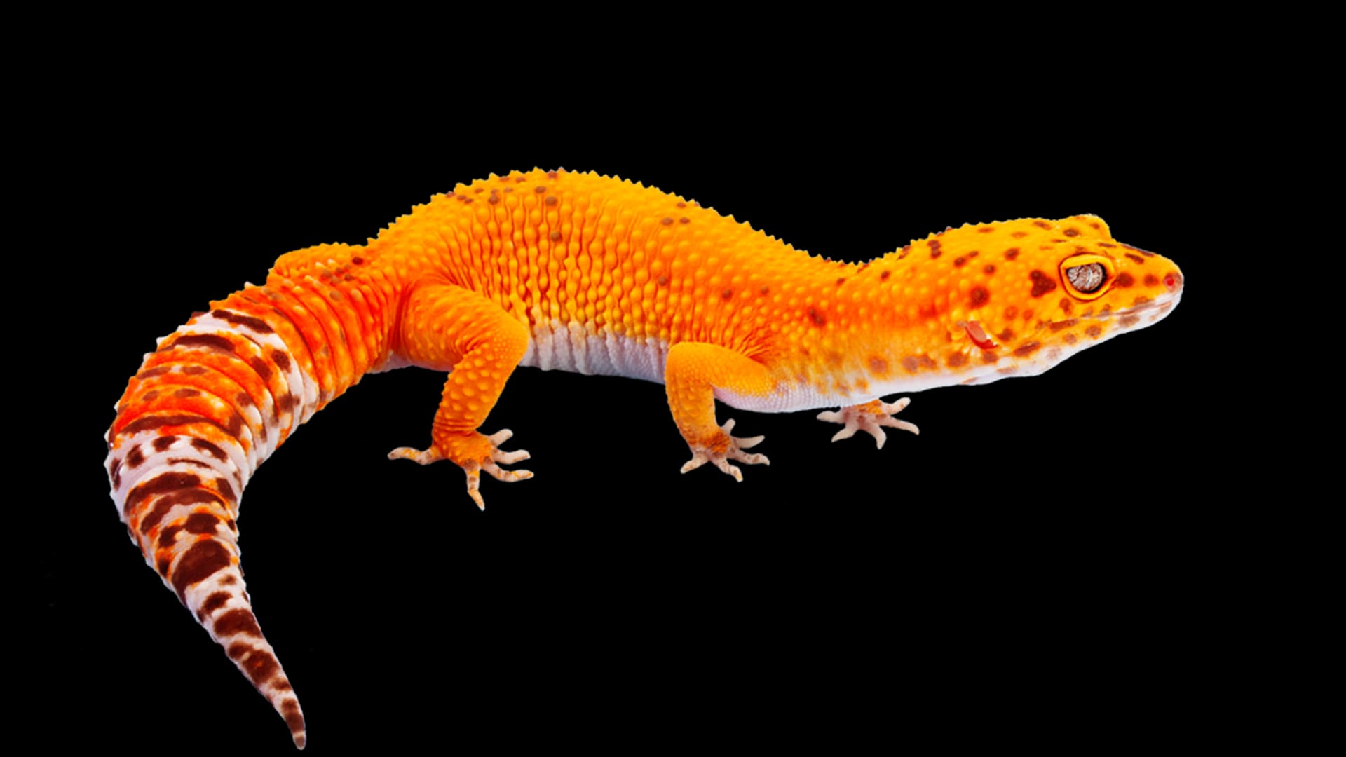 How do lizards regrow their tails? Mystery Science