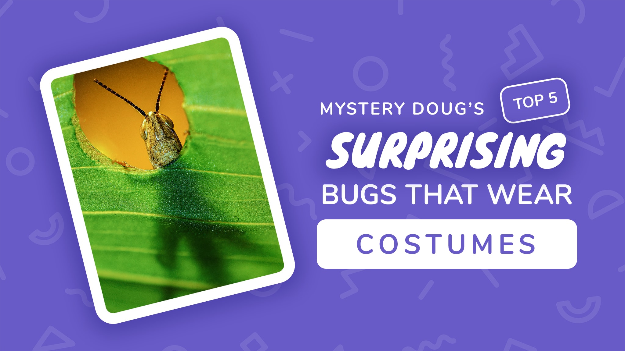 Scared Of 1Mm Black Bugs? You Need To Read This! - an5motu
