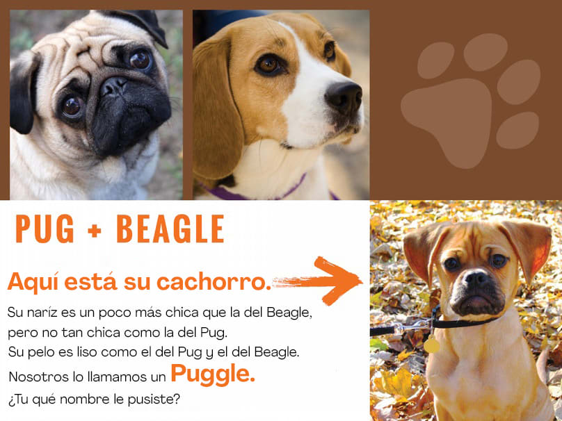 pug-beagleanswer