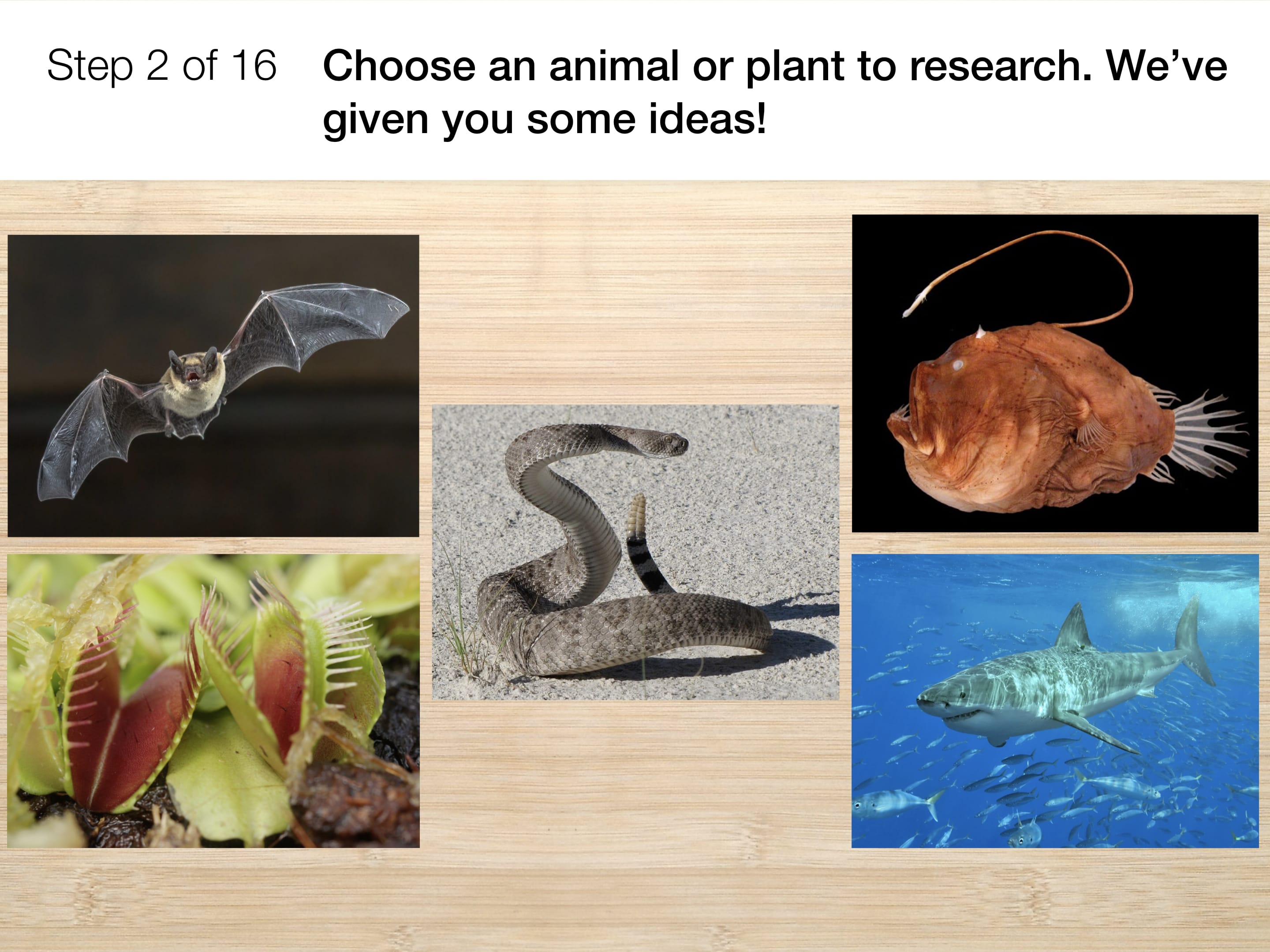 How are animals and plants like machines?