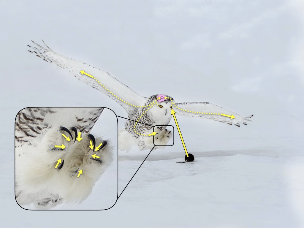 How are animals and plants like machines?