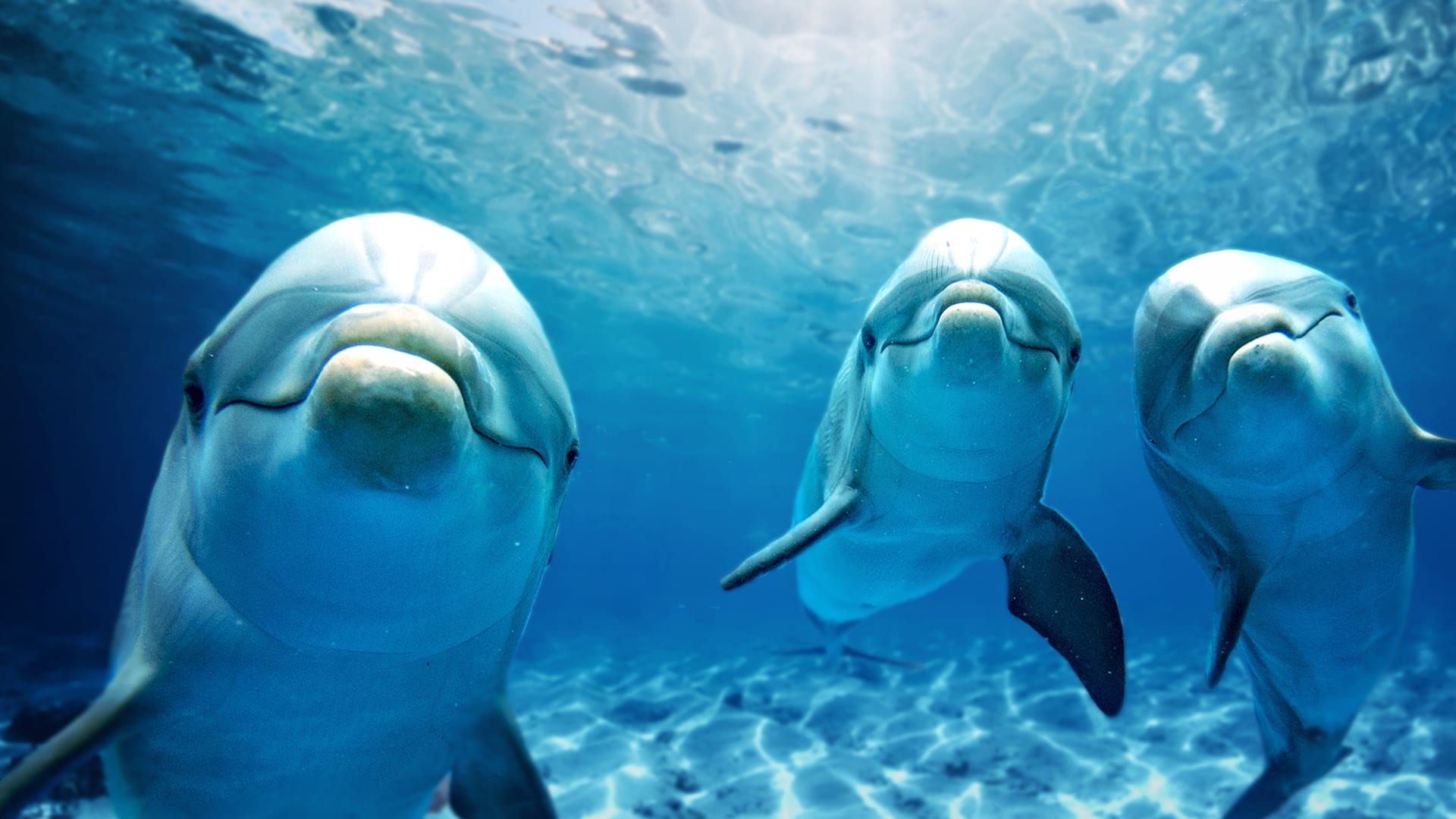 Are dolphins really one of the smartest animals in the world? - Mystery ...