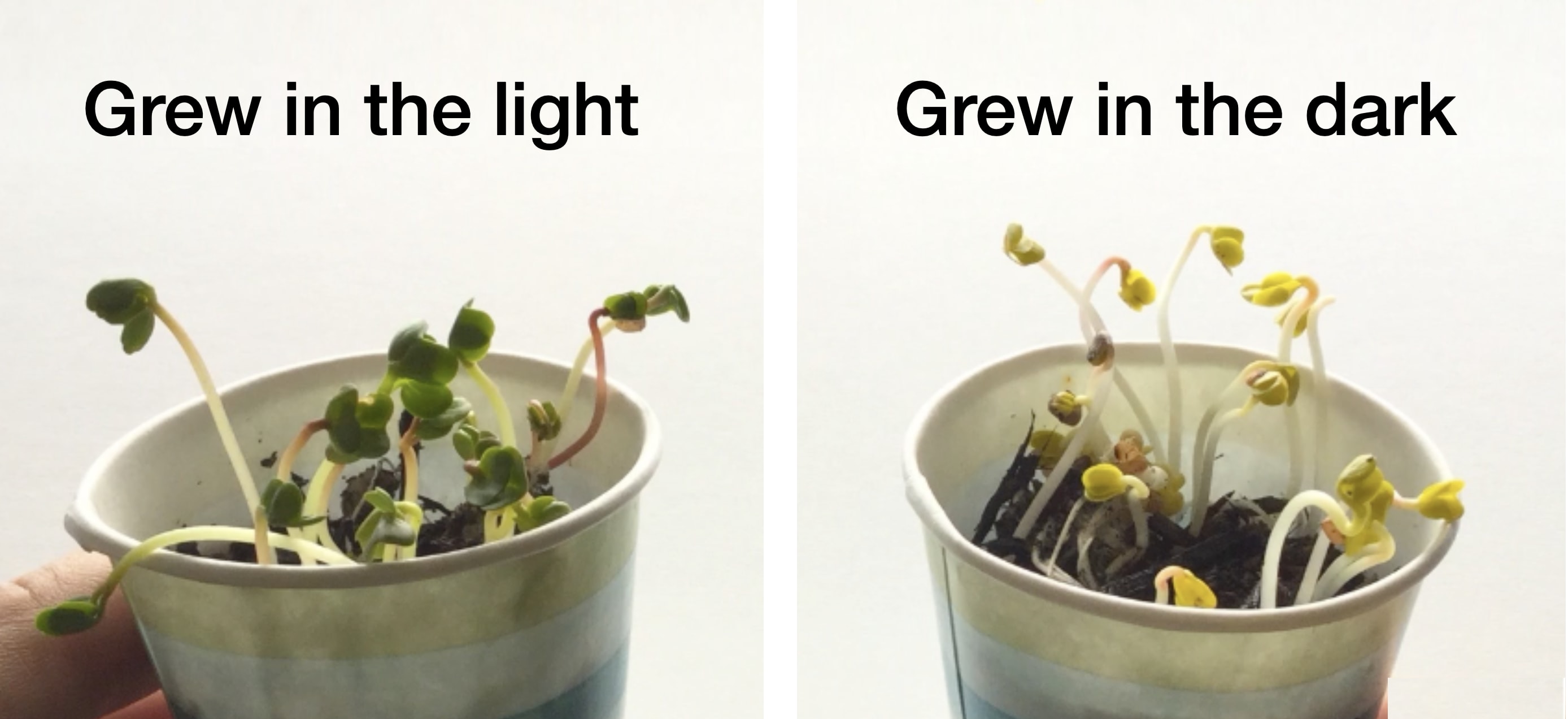 Plants Can Grow Without Sunlight