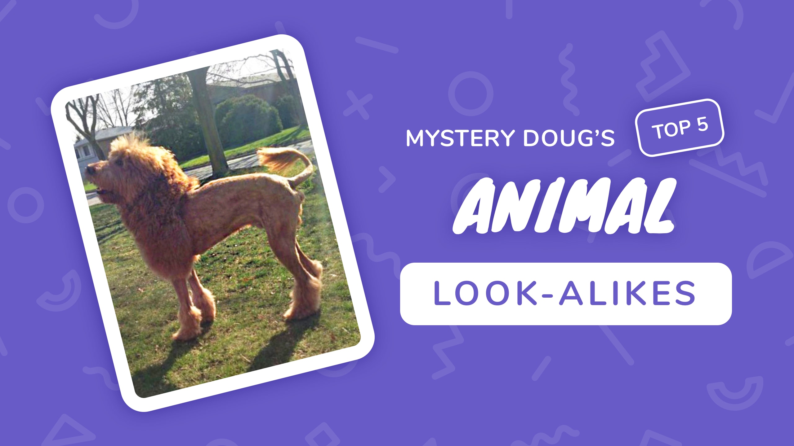 Top%25205%2520animal%2520look%2520alikes