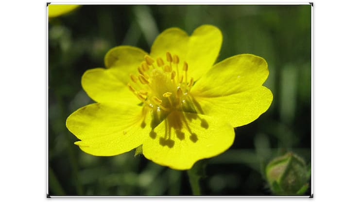 Cinquefoil