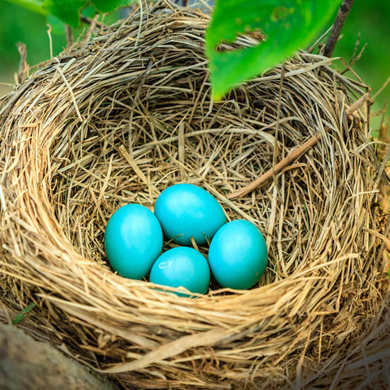 Why do birds lay eggs in the spring?