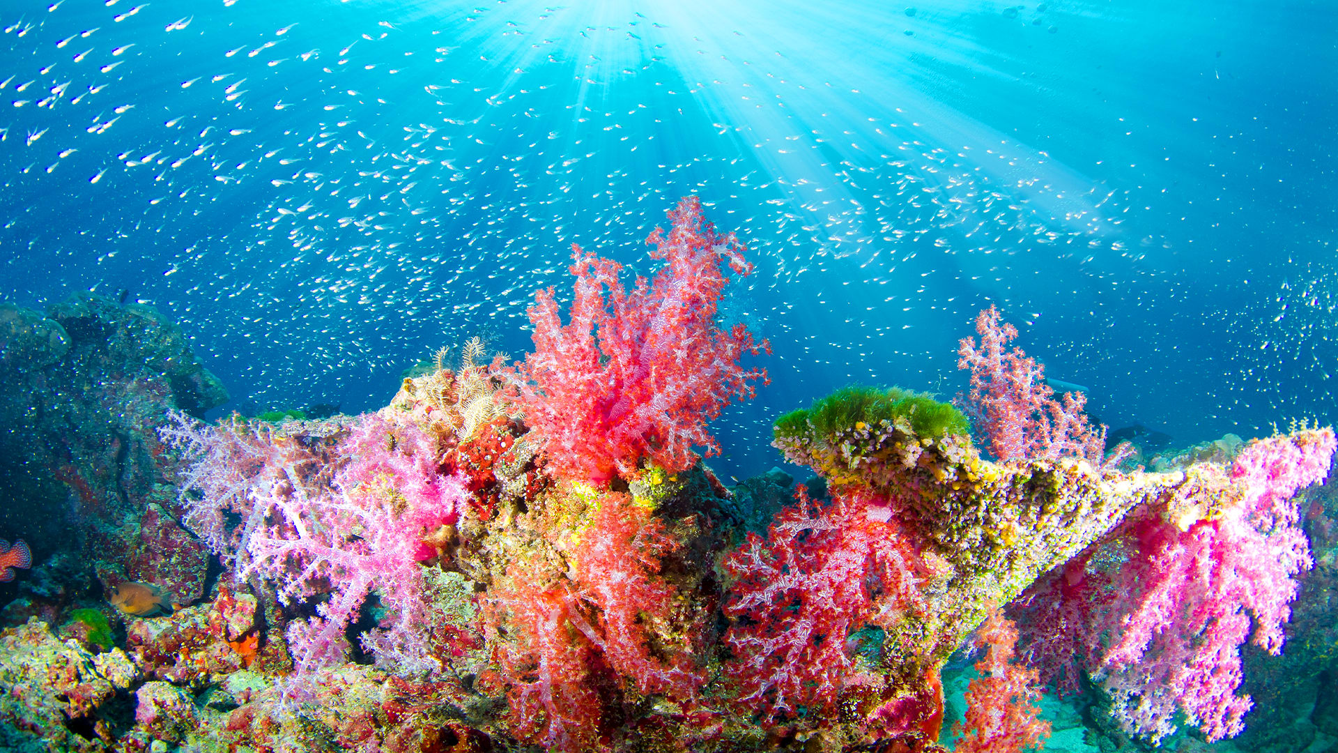 Why are coral reefs so colorful?