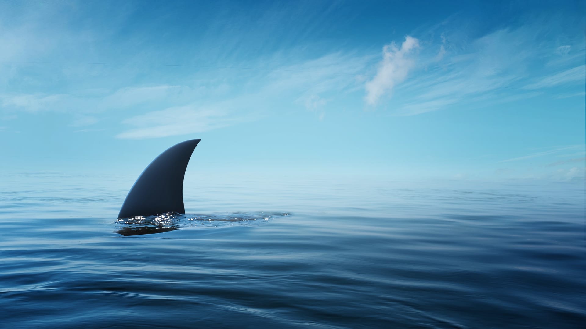 Do sharks really want to eat people? - Mystery Science