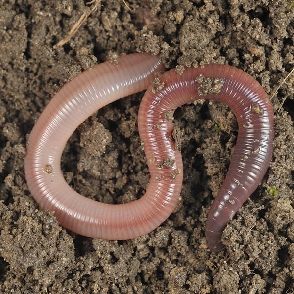 Do worms really eat dirt?