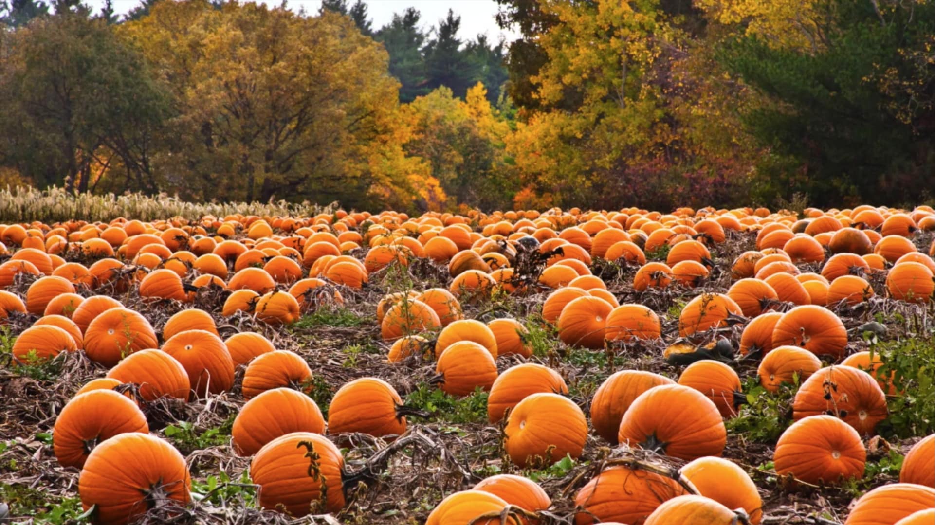 Why are pumpkins so popular every fall?