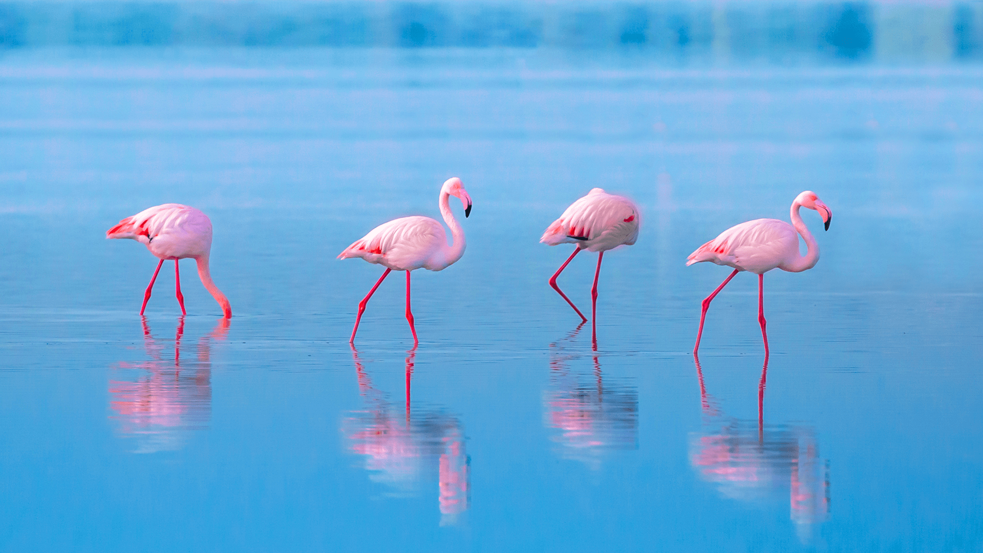 The Importance of Pink Flamingos - DrDavesBest