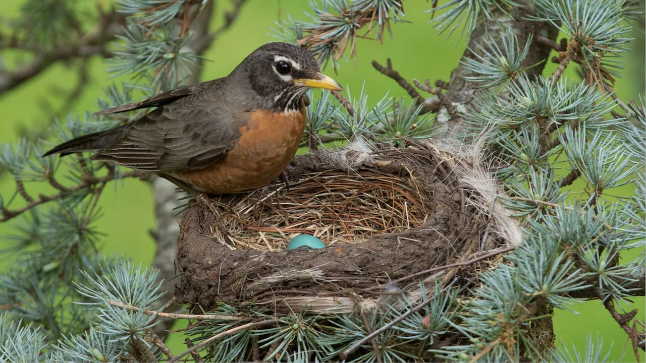 why-do-birds-lay-eggs-in-the-spring-mystery-science