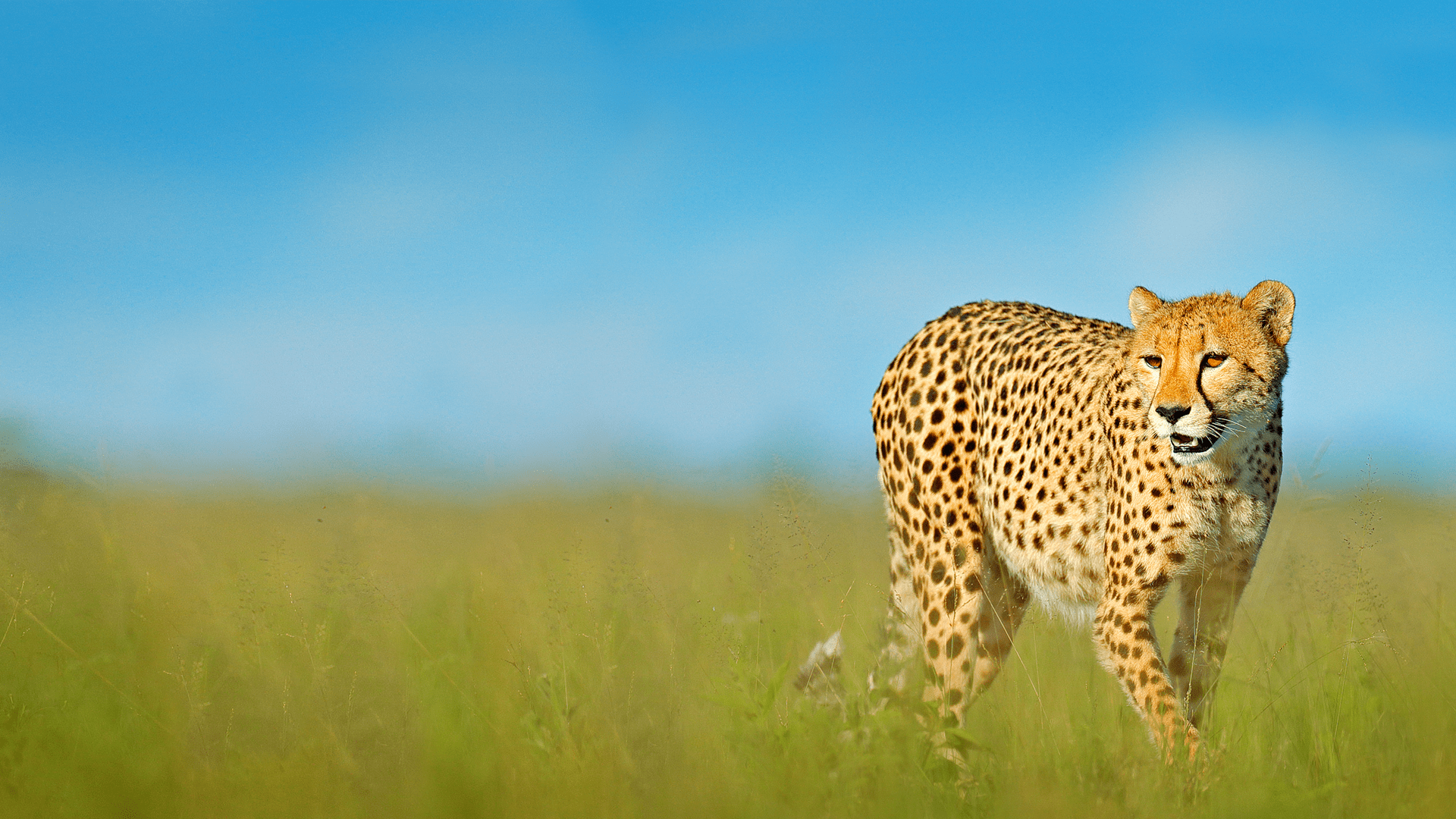 Can any animal outrun a cheetah? - Mystery Science