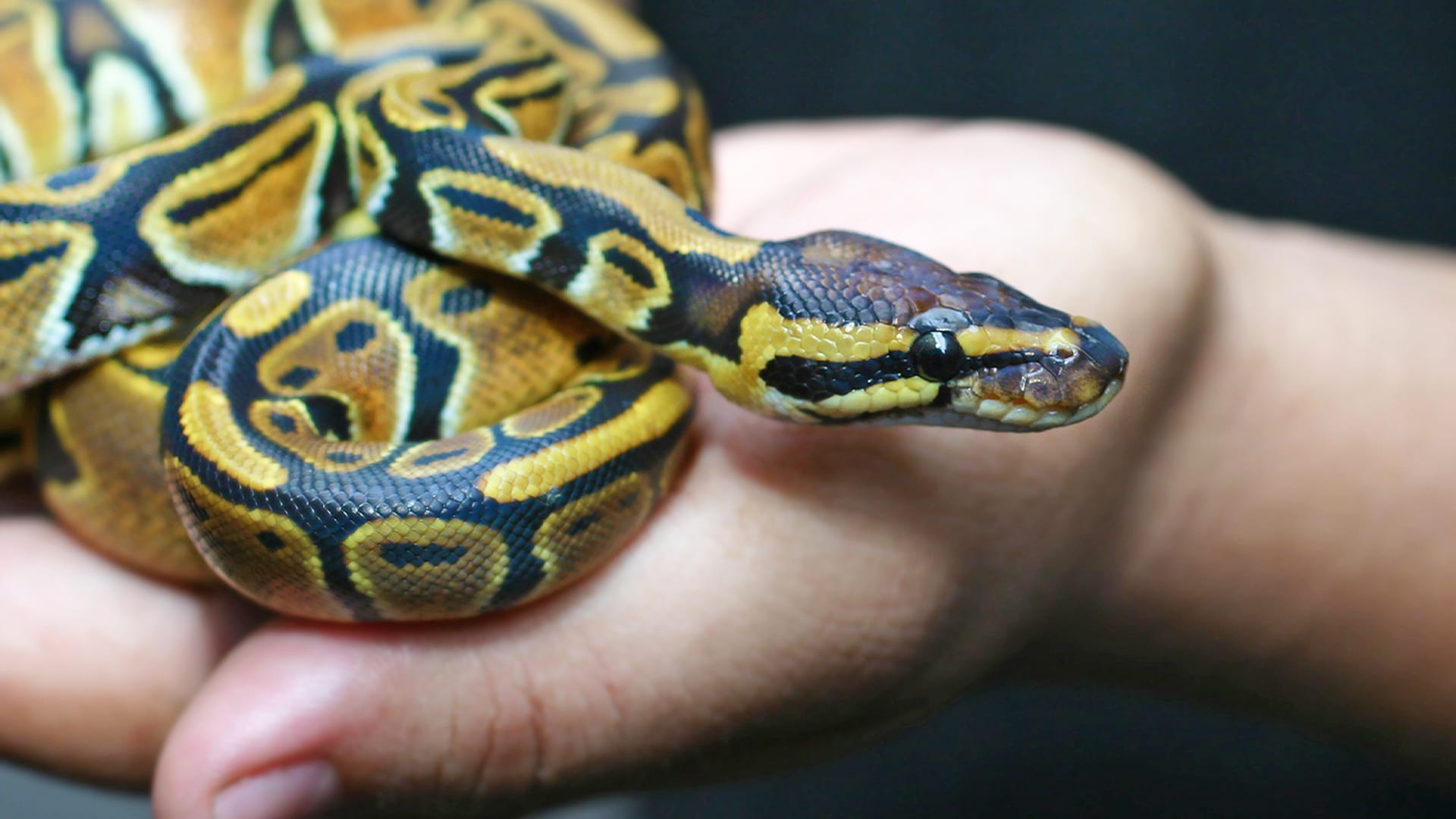 Curious Kids: when a snake sheds its skin, why isn't it colourful?