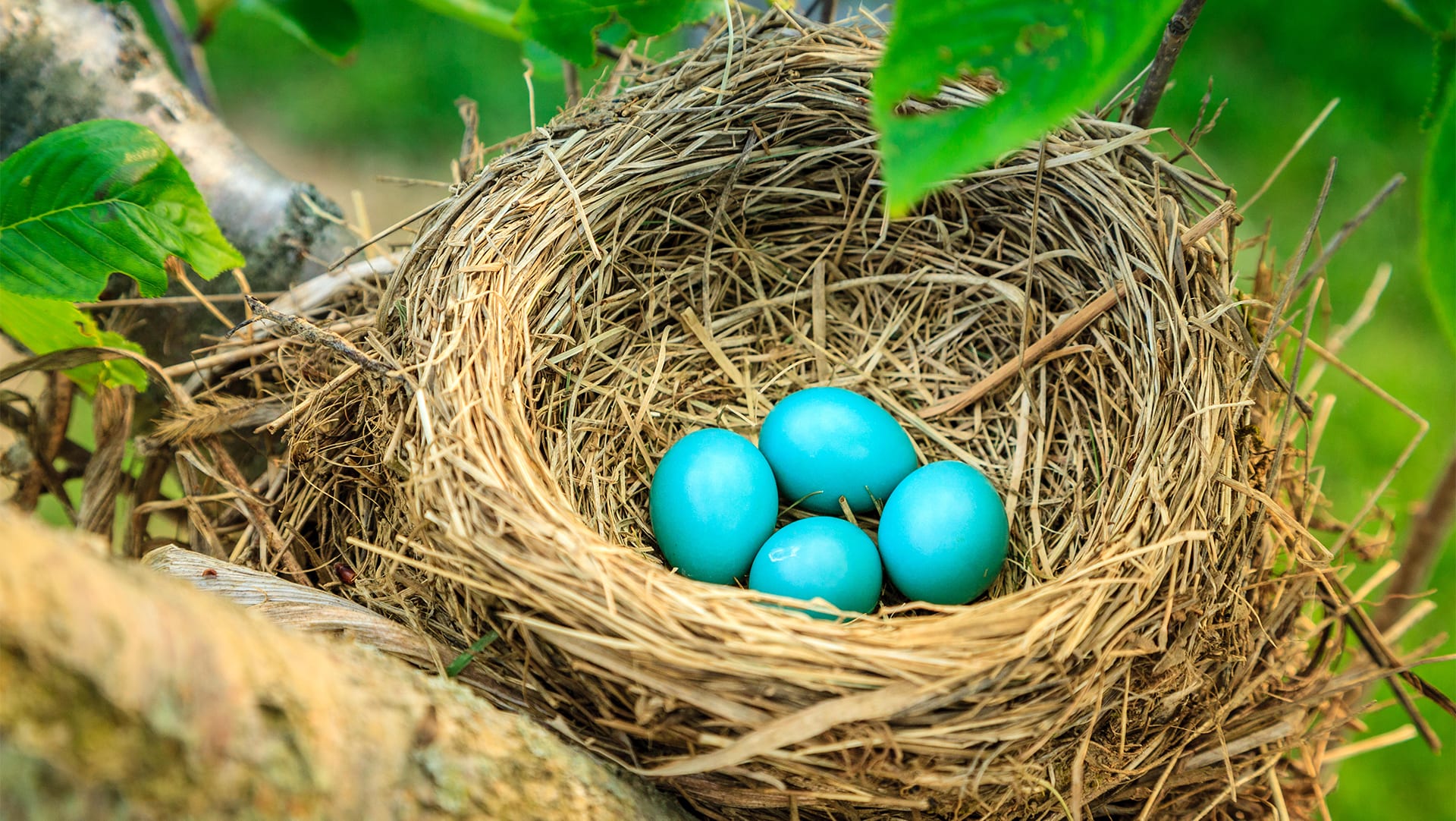 Why do birds lay eggs in the spring? Mystery Science
