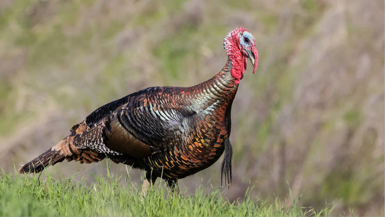 What's that red thing on a turkey? - Mystery Science