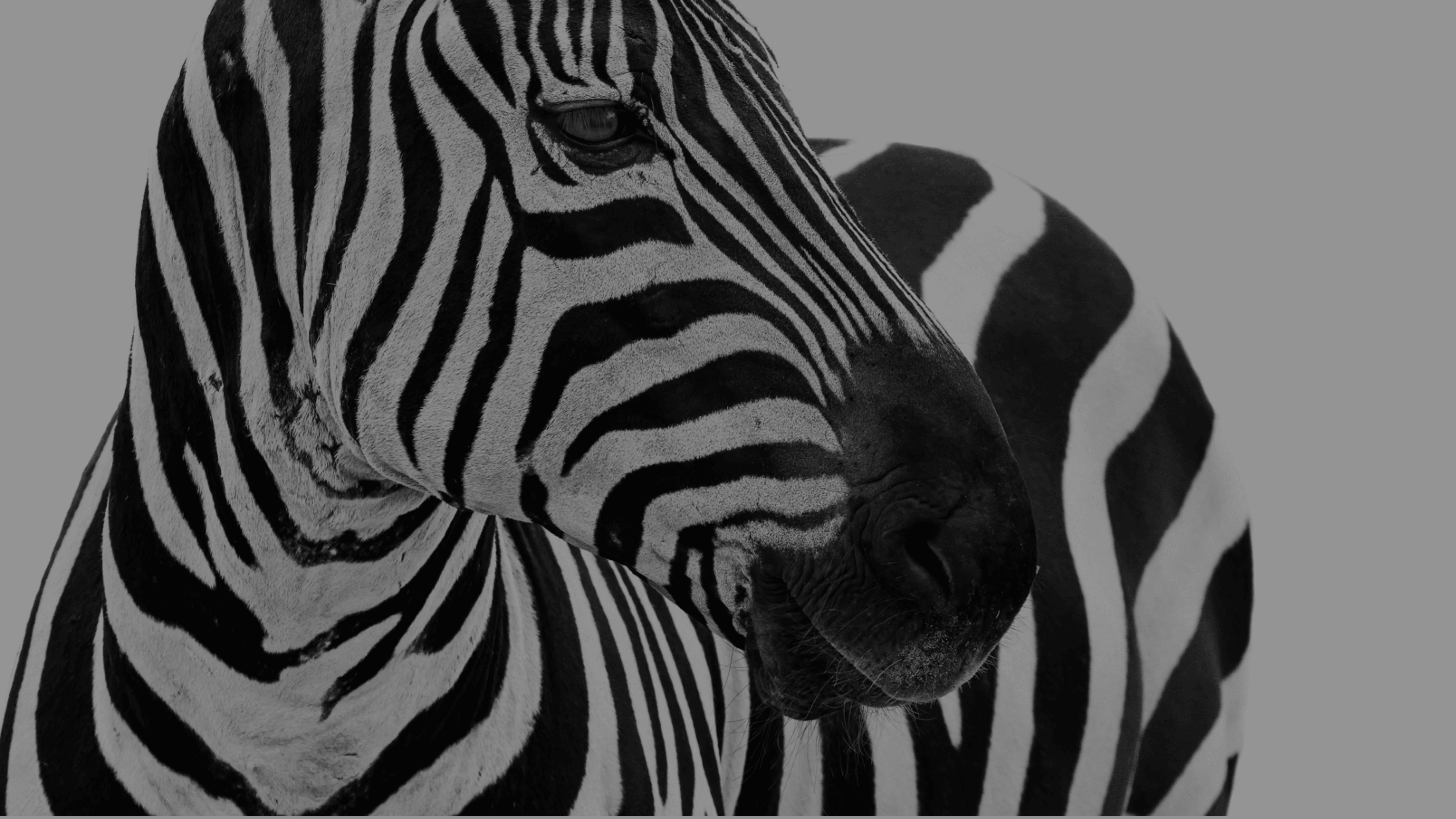 Are Zebras Faster Than Horses? The Science Says... - fis9814