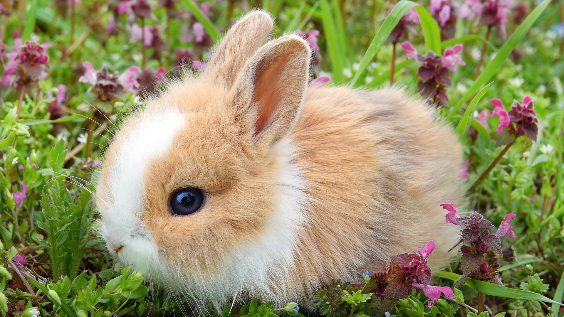 Why Do Baby Animals Look So Cute Mystery Science